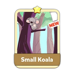 Small Koala