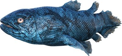 Coelacanth